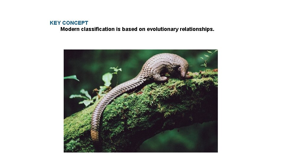 KEY CONCEPT Modern classification is based on evolutionary relationships. 
