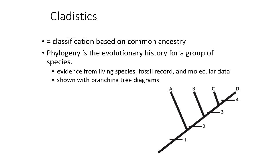 Cladistics • = classification based on common ancestry • Phylogeny is the evolutionary history