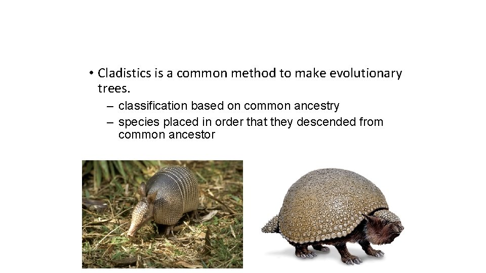  • Cladistics is a common method to make evolutionary trees. – classification based