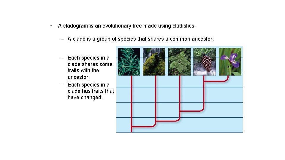  • A cladogram is an evolutionary tree made using cladistics. – A clade