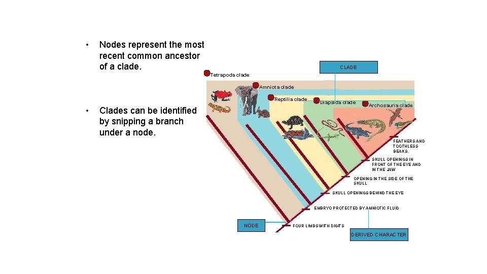  • Nodes represent the most recent common ancestor of a clade. CLADE 1