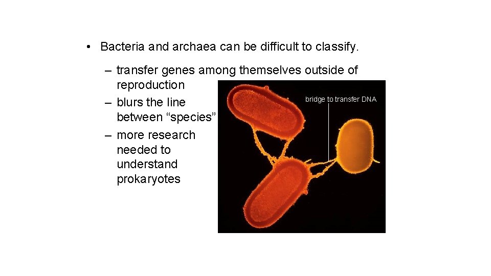  • Bacteria and archaea can be difficult to classify. – transfer genes among