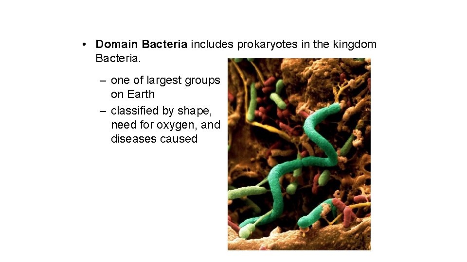  • Domain Bacteria includes prokaryotes in the kingdom Bacteria. – one of largest