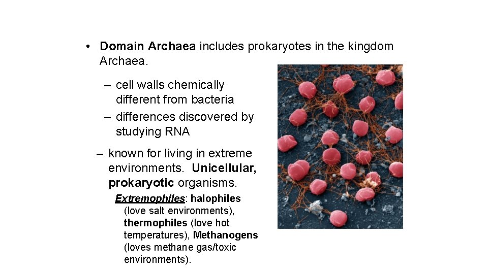  • Domain Archaea includes prokaryotes in the kingdom Archaea. – cell walls chemically