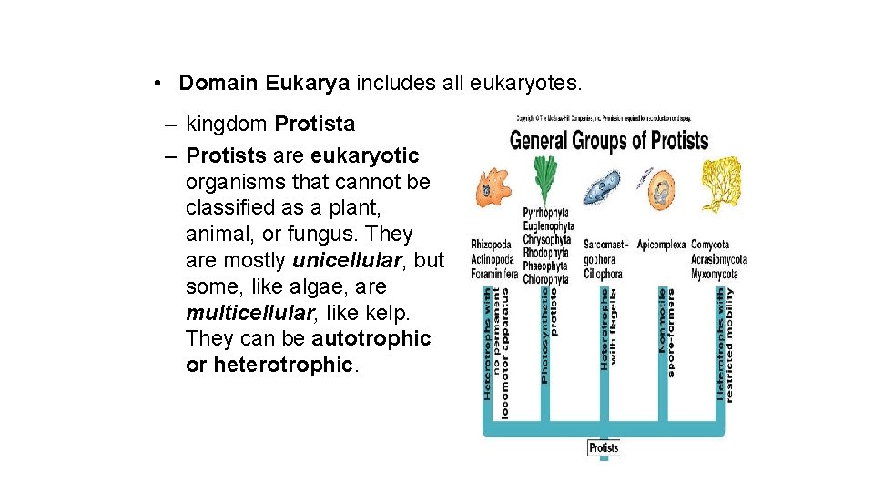  • Domain Eukarya includes all eukaryotes. – kingdom Protista – Protists are eukaryotic