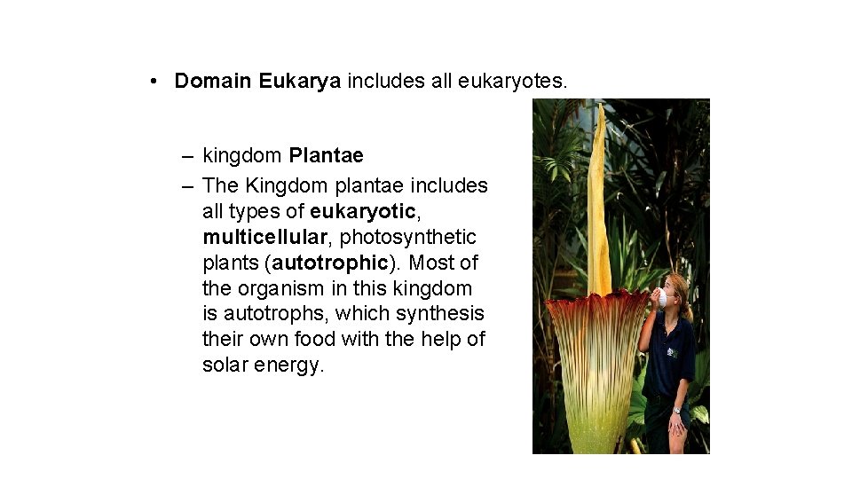  • Domain Eukarya includes all eukaryotes. – kingdom Plantae – The Kingdom plantae