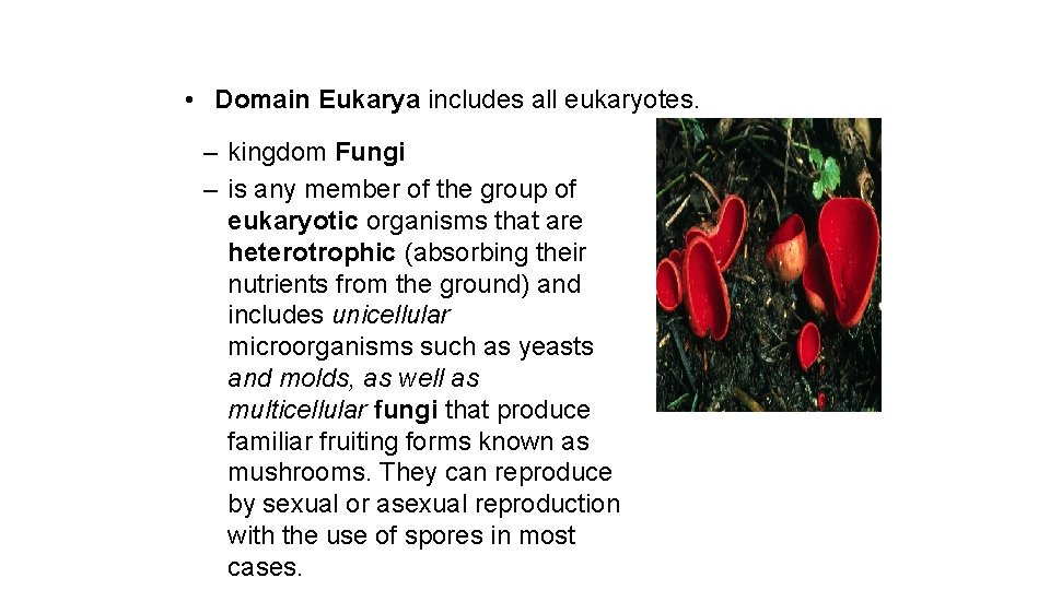  • Domain Eukarya includes all eukaryotes. – kingdom Fungi – is any member