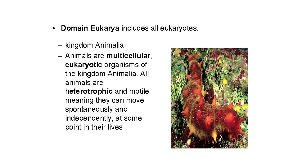  • Domain Eukarya includes all eukaryotes. – kingdom Animalia – Animals are multicellular,