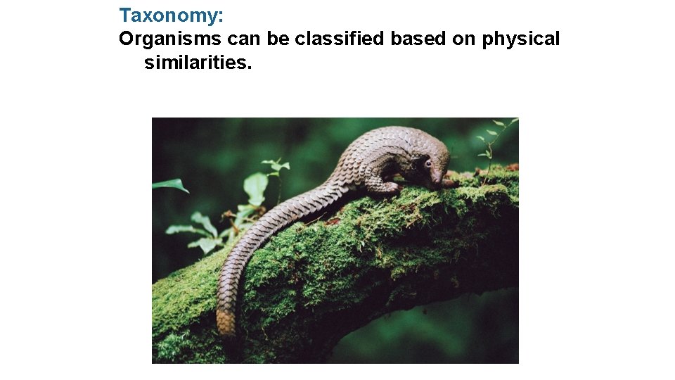 Taxonomy: Organisms can be classified based on physical similarities. 