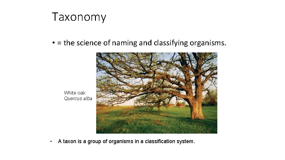 Taxonomy • = the science of naming and classifying organisms. White oak: Quercus alba