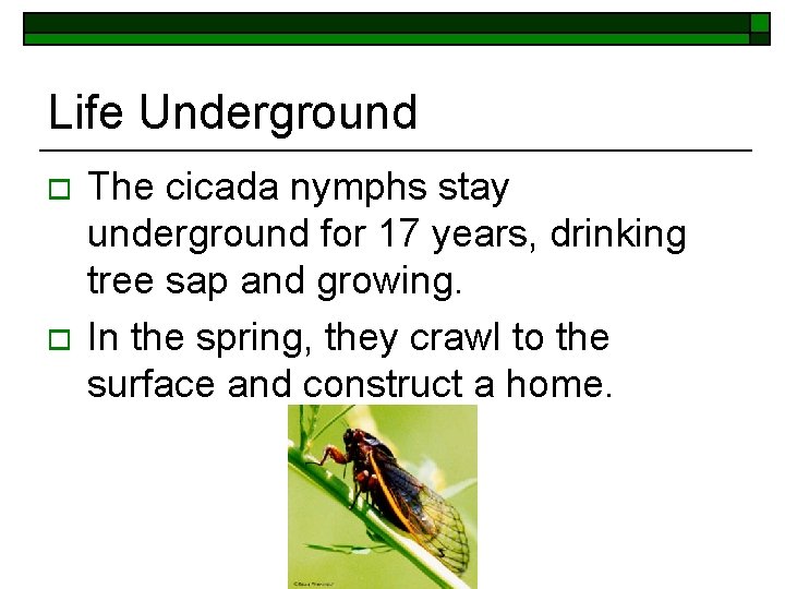 Life Underground o o The cicada nymphs stay underground for 17 years, drinking tree