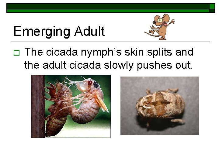 Emerging Adult o The cicada nymph’s skin splits and the adult cicada slowly pushes