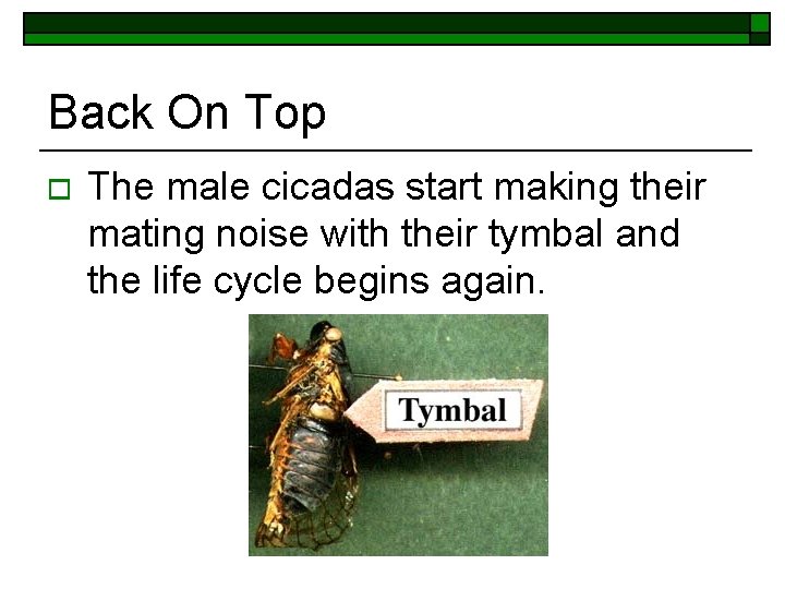 Back On Top o The male cicadas start making their mating noise with their