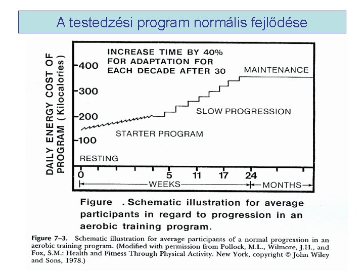 A testedzési program normális fejlődése A testedzési program normális fejlődése