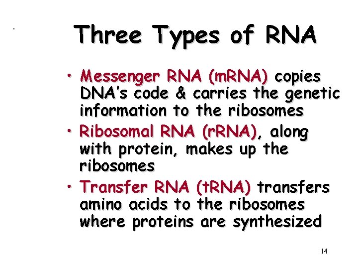 . Three Types of RNA • Messenger RNA (m. RNA) copies DNA’s code &