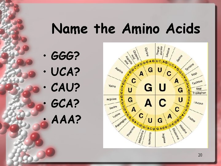 Name the Amino Acids • • • GGG? UCA? CAU? GCA? AAA? 20 