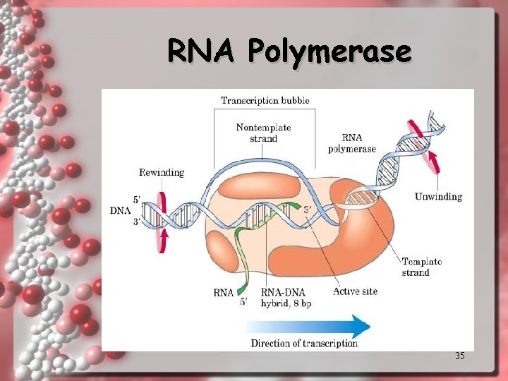 RNA Polymerase 35 