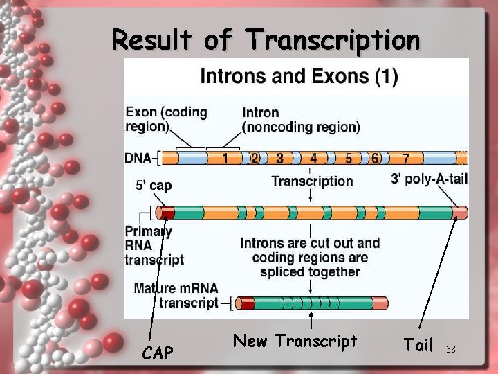 Result of Transcription CAP New Transcript Tail 38 