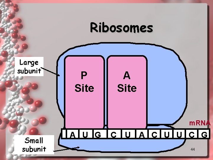 Ribosomes Large subunit P Site A Site m. RNA Small subunit A U G