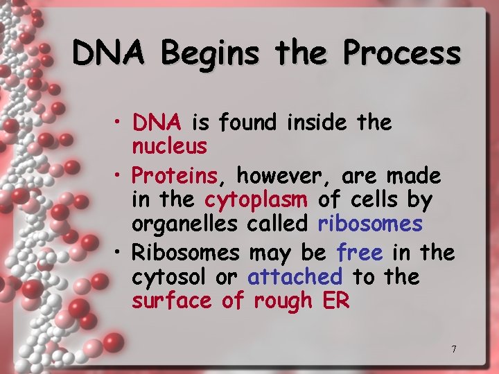 DNA Begins the Process • DNA is found inside the nucleus • Proteins, however,