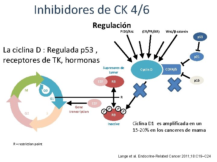 Inhibidores de CK 4/6 Regulación Pl 3 K/Akt (ER/PR/AR) STATs NF-κB Wnt/β-catenin MAPKs La Inhibidores de CK 4/6 Regulación Pl 3 K/Akt (ER/PR/AR) STATs NF-κB Wnt/β-catenin MAPKs La