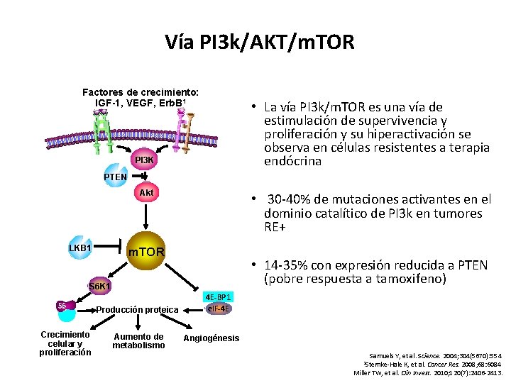 Vía PI 3 k/AKT/m. TOR Factores de crecimiento: IGF-1, VEGF, Erb. B 1 • Vía PI 3 k/AKT/m. TOR Factores de crecimiento: IGF-1, VEGF, Erb. B 1 •