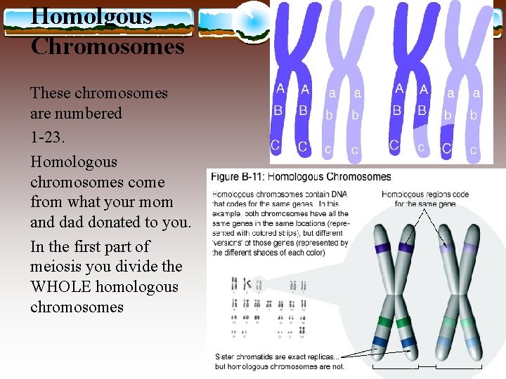 Homolgous Chromosomes These chromosomes are numbered 1 -23. Homologous chromosomes come from what your