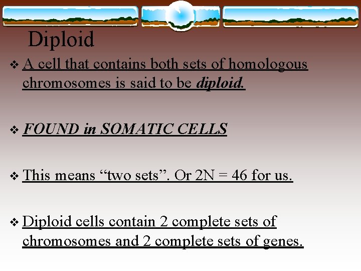 Diploid v A cell that contains both sets of homologous chromosomes is said to