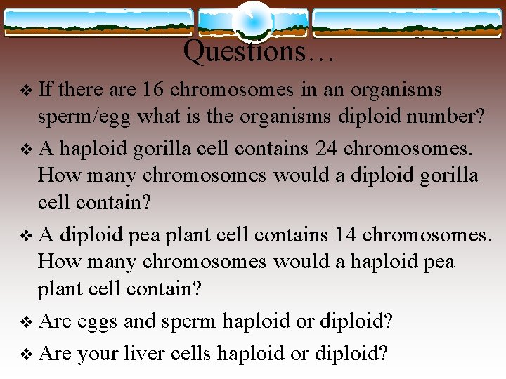 Questions… v If there are 16 chromosomes in an organisms sperm/egg what is the