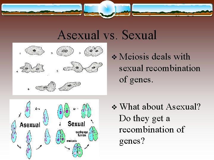 Asexual vs. Sexual v Meiosis deals with sexual recombination of genes. v What about