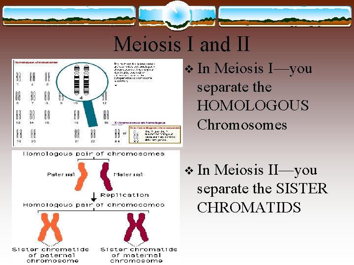 Meiosis I and II v In Meiosis I—you separate the HOMOLOGOUS Chromosomes v In
