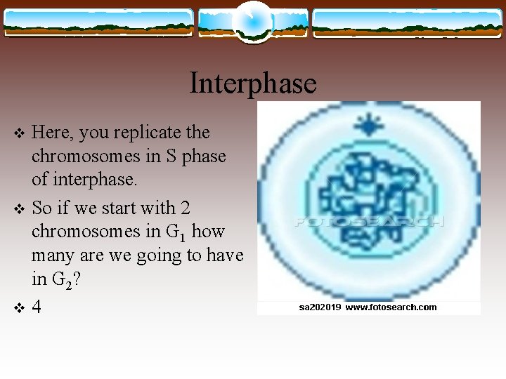 Interphase Here, you replicate the chromosomes in S phase of interphase. v So if