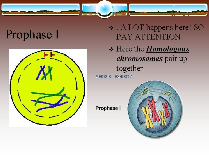 Prophase I . A LOT happens here! SO PAY ATTENTION! v Here the Homologous