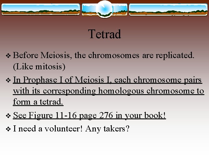 Tetrad v Before Meiosis, the chromosomes are replicated. (Like mitosis) v In Prophase I