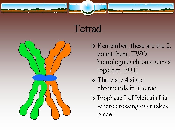 Tetrad Remember, these are the 2, count them, TWO homologous chromosomes together. BUT, v