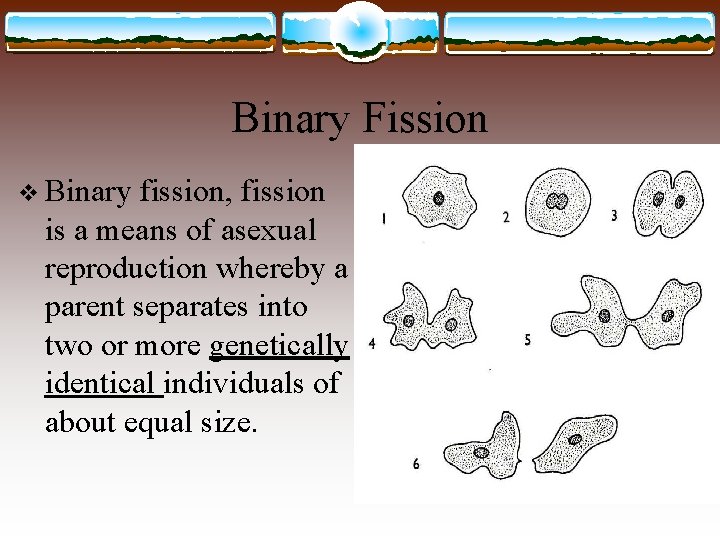 Binary Fission v Binary fission, fission is a means of asexual reproduction whereby a