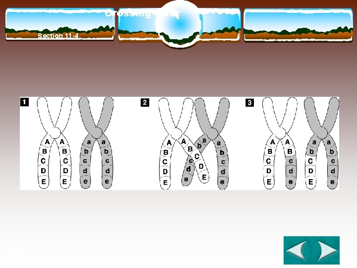 Crossing-Over Section 11 -4 Go to Section: 