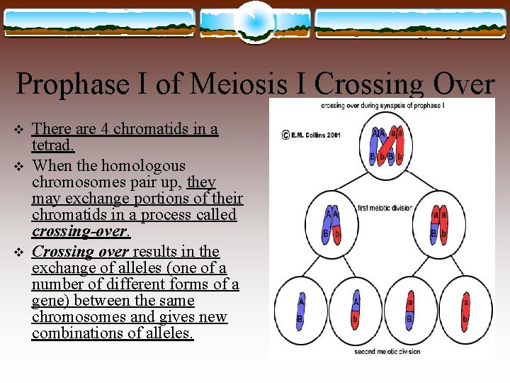 Prophase I of Meiosis I Crossing Over v v v There are 4 chromatids