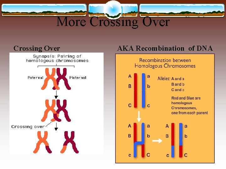 More Crossing Over AKA Recombination of DNA 