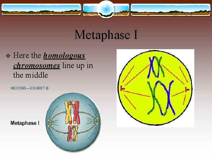 Metaphase I v Here the homologous chromosomes line up in the middle 