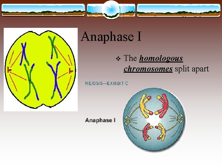 Anaphase I v The homologous chromosomes split apart 