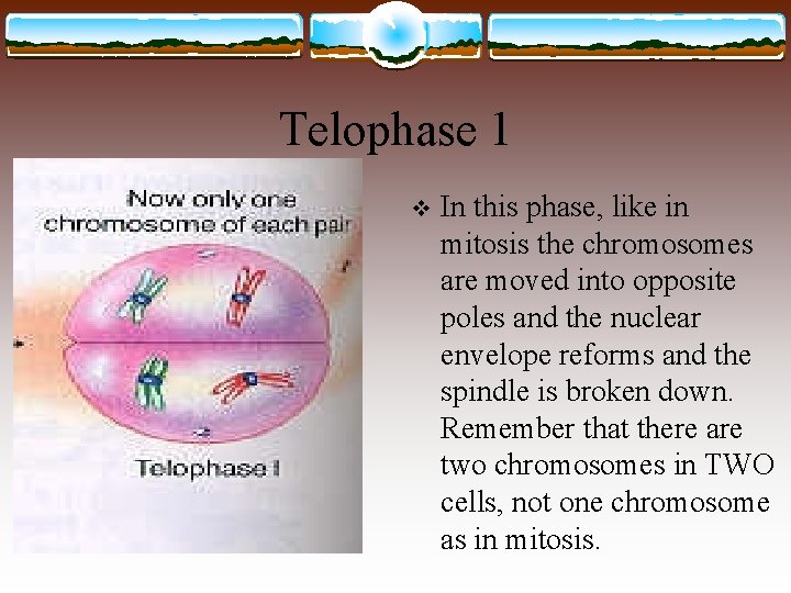 Telophase 1 v In this phase, like in mitosis the chromosomes are moved into