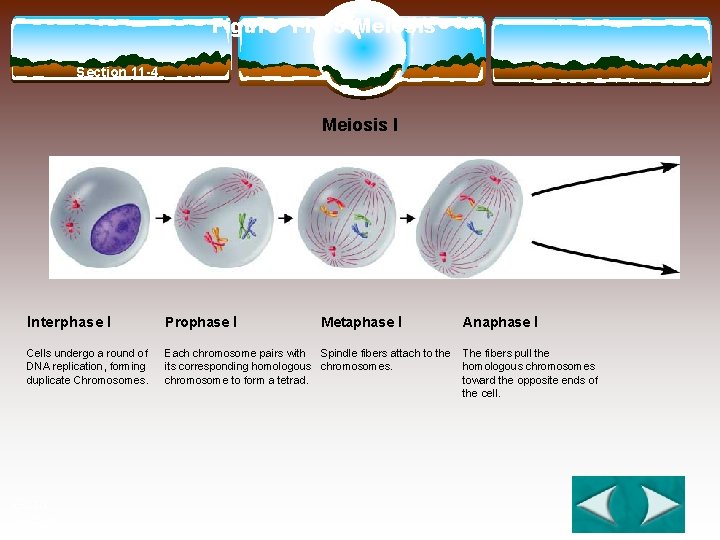 Figure 11 -15 Meiosis Section 11 -4 Meiosis I Interphase I Prophase I Cells
