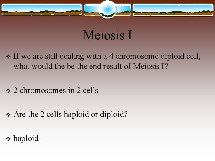 Meiosis I v If we are still dealing with a 4 chromosome diploid cell,