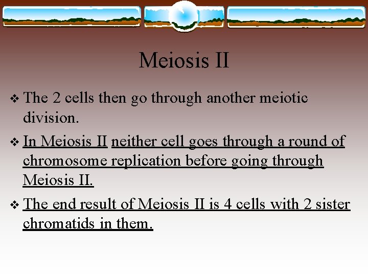 Meiosis II v The 2 cells then go through another meiotic division. v In