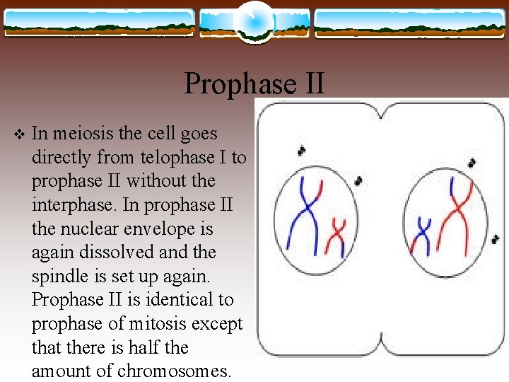 Prophase II v In meiosis the cell goes directly from telophase I to prophase