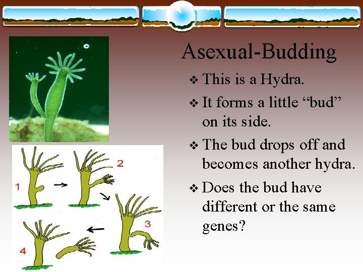 Asexual-Budding v This is a Hydra. v It forms a little “bud” on its