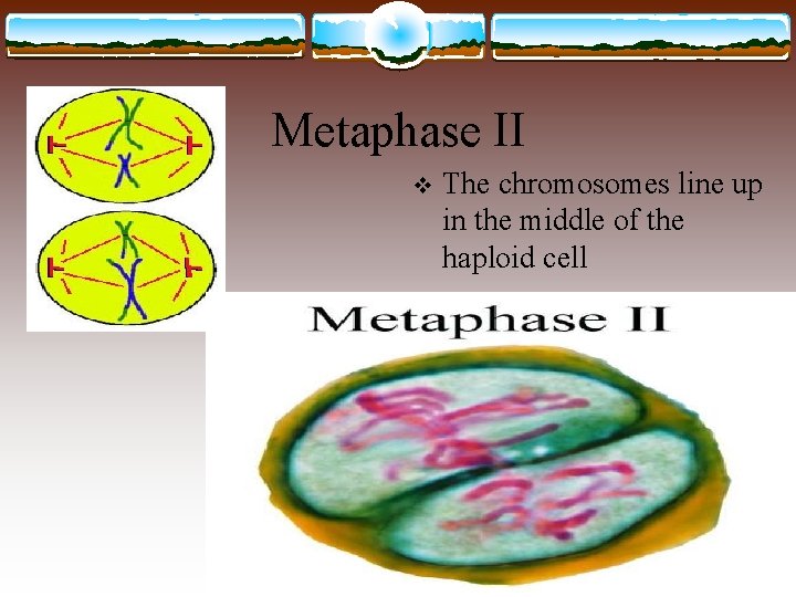 Metaphase II v The chromosomes line up in the middle of the haploid cell
