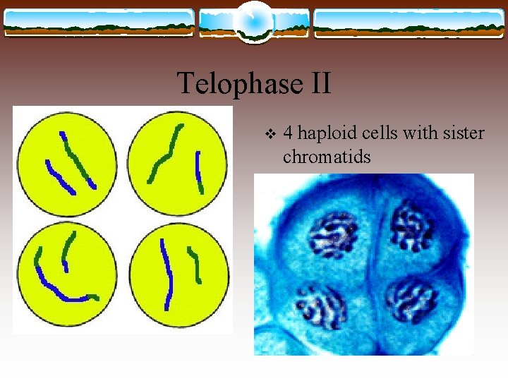 Telophase II v 4 haploid cells with sister chromatids 