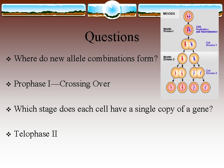 Questions v Where do new allele combinations form? v Prophase I—Crossing Over v Which